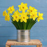 Carlton, Daffodil - 10 Bulbs thumbnail number null